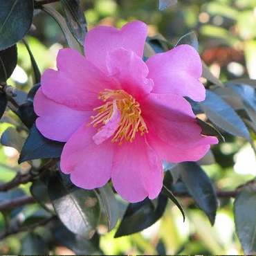 Camellia sasanqua ‘Slim ‘N Trim’ - Camellia